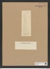 Diatomeae indet. Zeichnungen Sammlung Grunow Nr. 8974 (NHMW-BOT-W0378665)